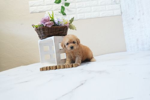 滋賀県のトイプードル(トイ) (いっぷく湖南店/2026年1月7日生まれ/男の子/オレンジフォーン)の子犬の2枚目の画像