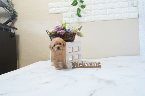 滋賀県のトイプードル(トイ) (いっぷく湖南店/2026年1月7日生まれ/男の子/オレンジフォーン)の子犬の3枚目の画像