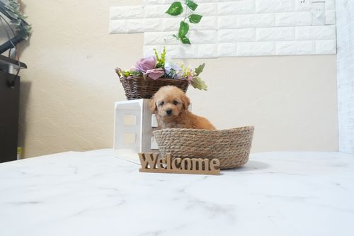 滋賀県のトイプードル(トイ) (いっぷく湖南店/2026年1月7日生まれ/男の子/オレンジフォーン)の子犬の4枚目の画像