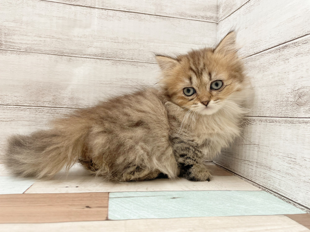 新潟県のマンチカン (竹内ペット 新津本店/2025年10月1日生まれ/女の子/ブラウンタビー)の子猫の1枚目の画像