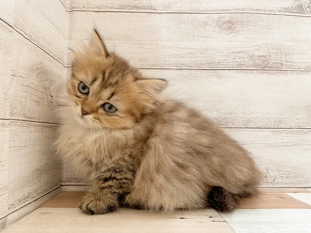 新潟県のマンチカン (竹内ペット 新津本店/2025年10月1日生まれ/女の子/ブラウンタビー)の子猫の2枚目の画像