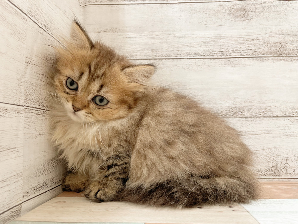 新潟県のマンチカン (竹内ペット 新津本店/2025年10月1日生まれ/女の子/ブラウンタビー)の子猫の3枚目の画像