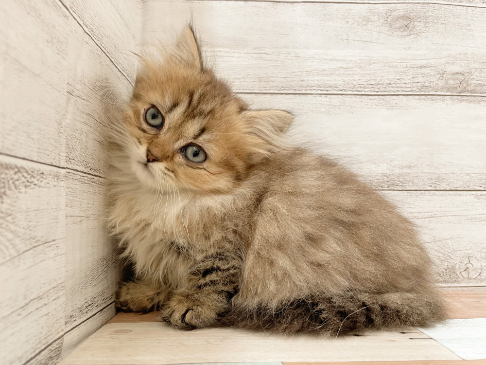 新潟県のマンチカン (竹内ペット 新津本店/2025年10月1日生まれ/女の子/ブラウンタビー)の子猫の4枚目の画像