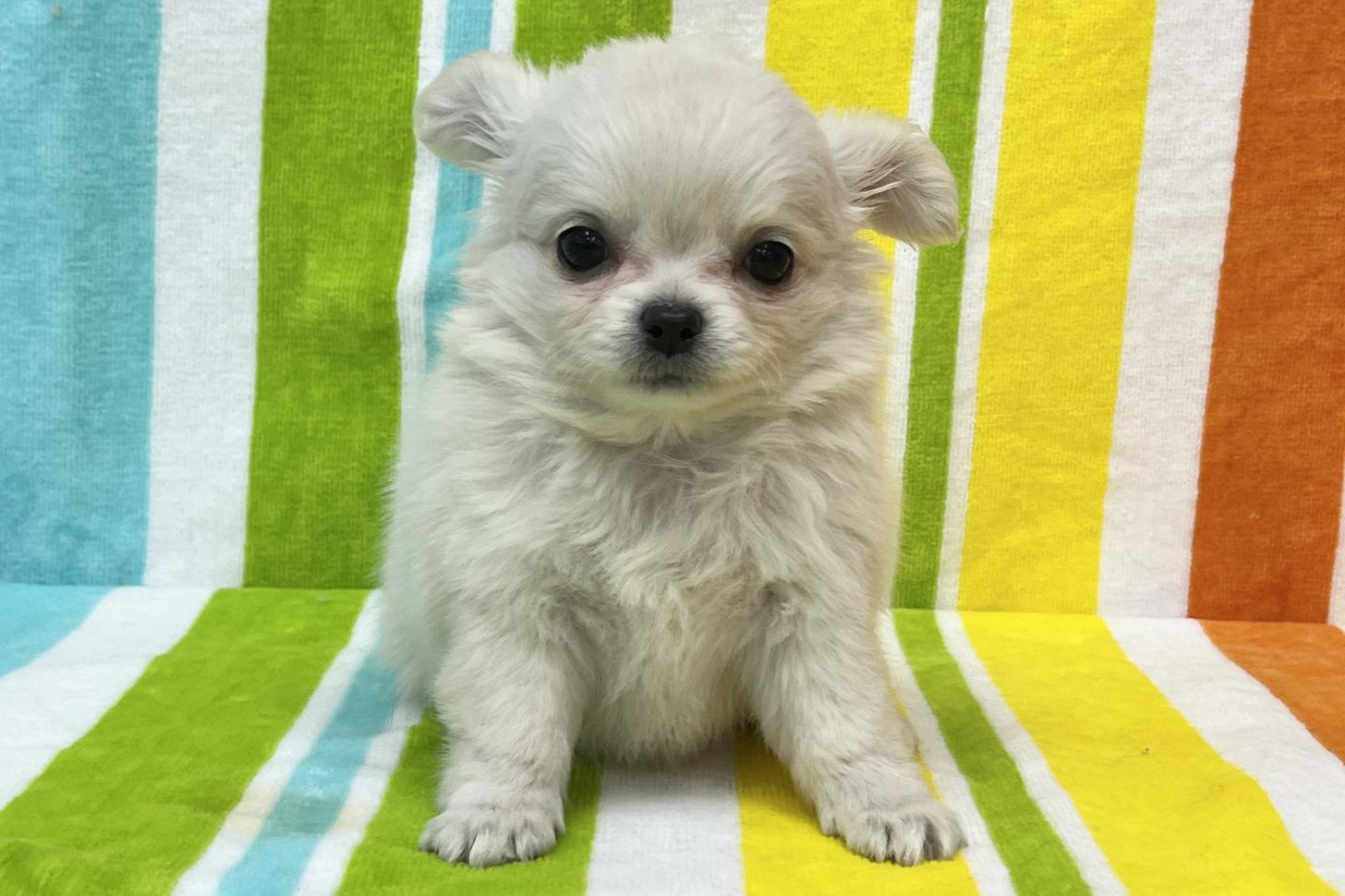 愛知県のチワワ(ロング) (ハピースペット一宮三条アミーゴ店/2026年2月10日生まれ/女の子/クリーム)の子犬