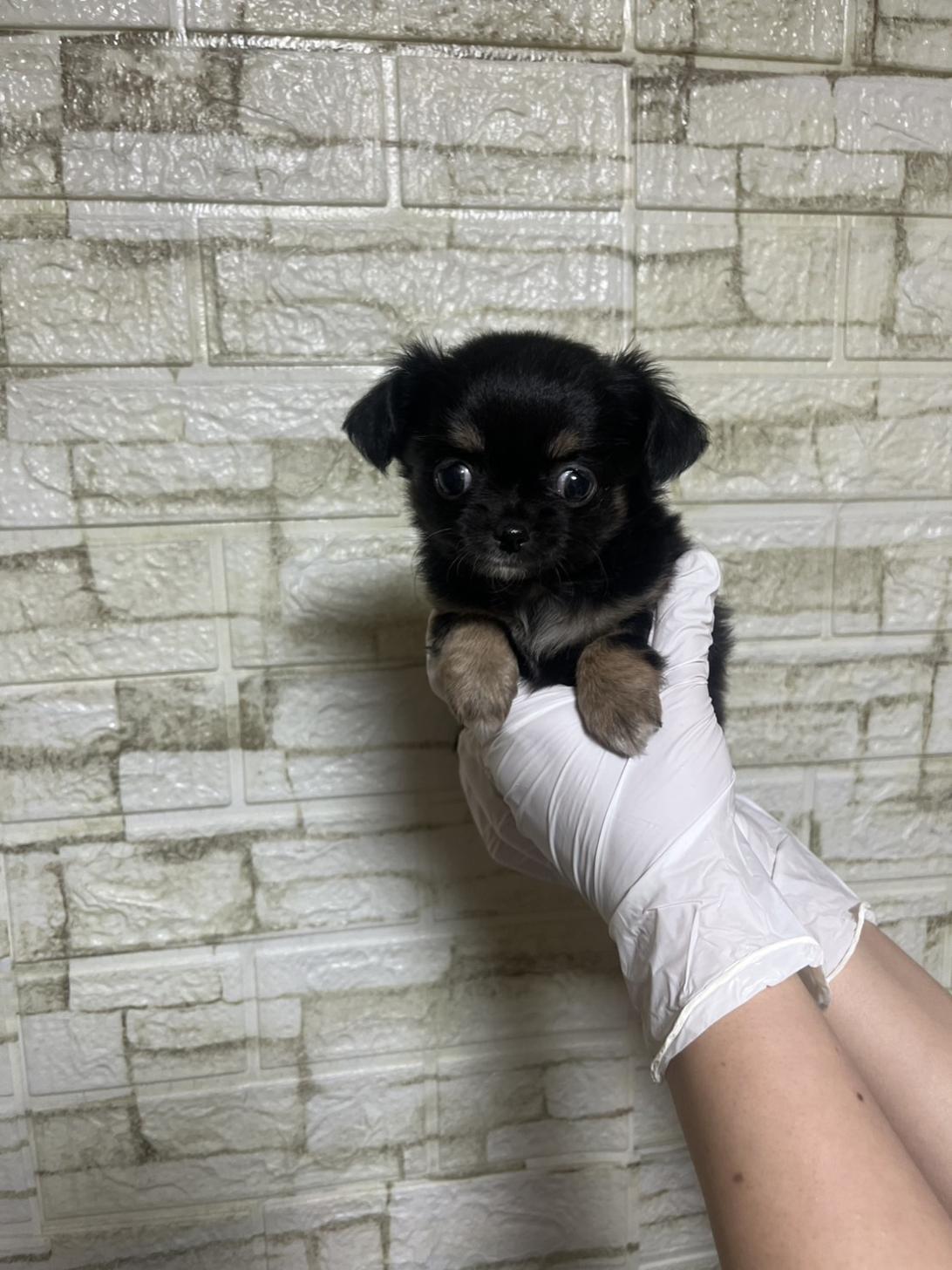 埼玉県のチワワ(ロング) (ペッツスマイル加須インター店/2026年2月1日生まれ/女の子/ブラックタンホワイト)の子犬