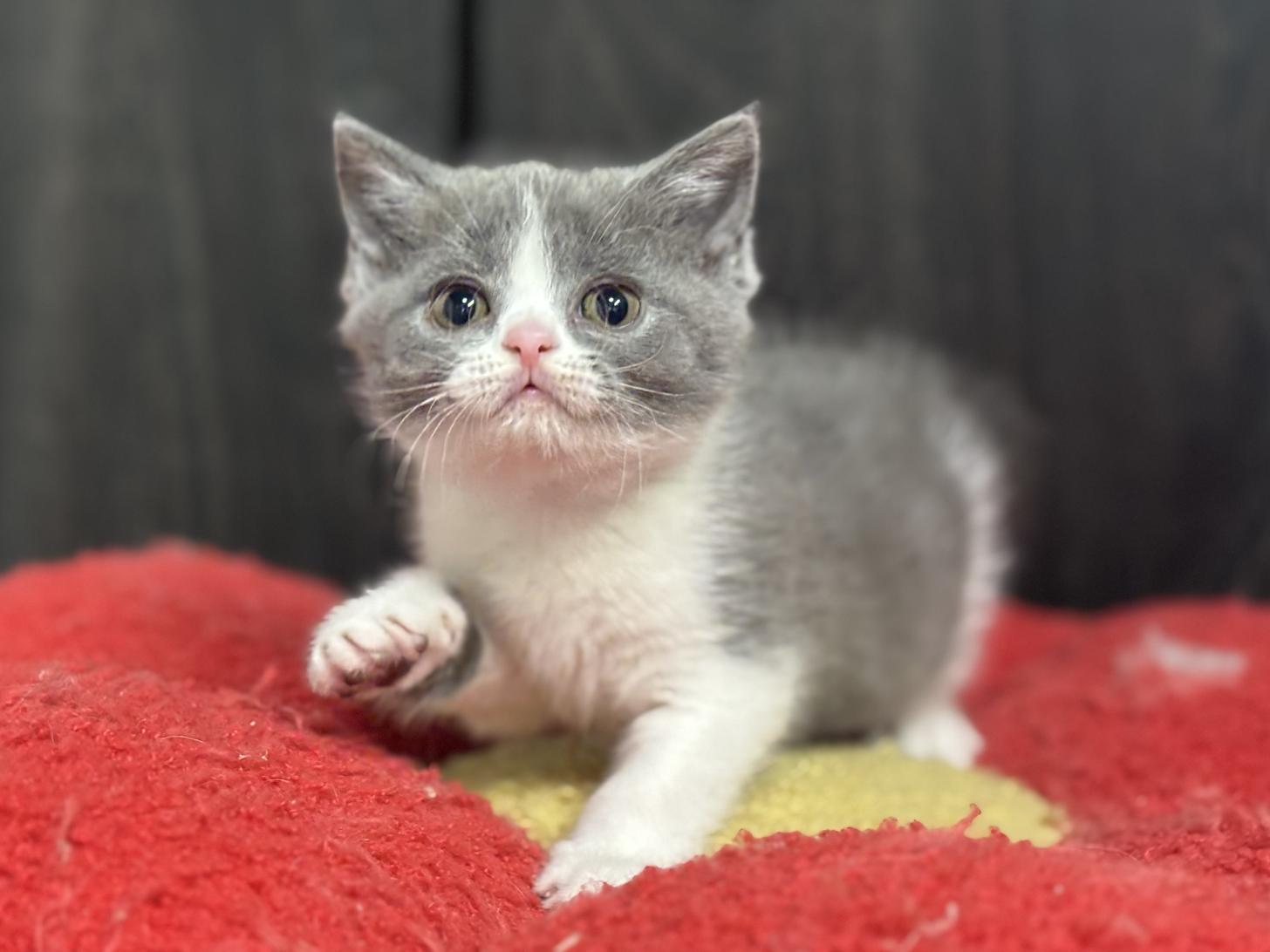 神奈川県のブリティッシュショートヘアー (Doggy Style 小田原店/2026年1月16日生まれ/女の子/ブルーホワイト)の子猫の1枚目の画像