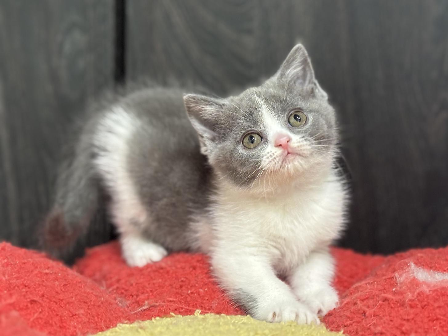 神奈川県のブリティッシュショートヘアー (Doggy Style 小田原店/2026年1月16日生まれ/女の子/ブルーホワイト)の子猫の2枚目の画像