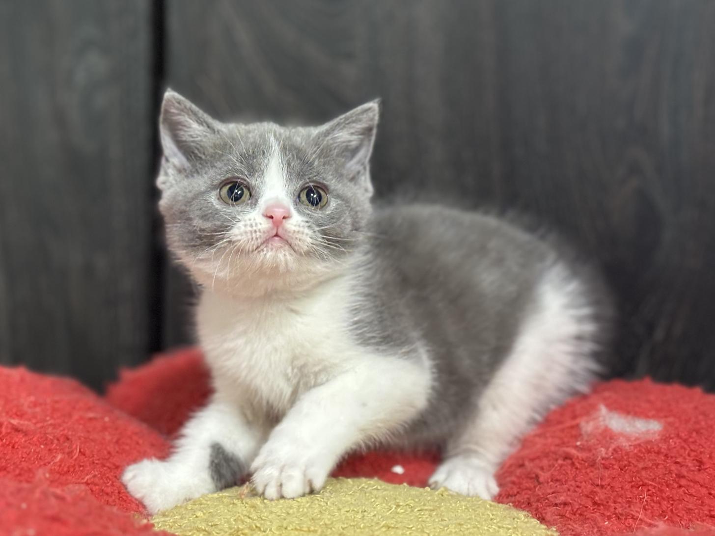 神奈川県のブリティッシュショートヘアー (Doggy Style 小田原店/2026年1月16日生まれ/女の子/ブルーホワイト)の子猫の3枚目の画像