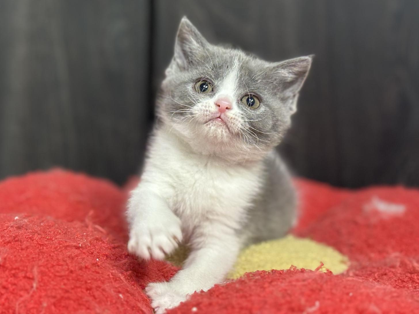 神奈川県のブリティッシュショートヘアー (Doggy Style 小田原店/2026年1月16日生まれ/女の子/ブルーホワイト)の子猫の4枚目の画像