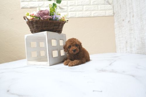 滋賀県のトイプードル(タイニー) (いっぷく湖南店/2025年11月10日生まれ/男の子/レッドフォーン)の子犬の2枚目の画像