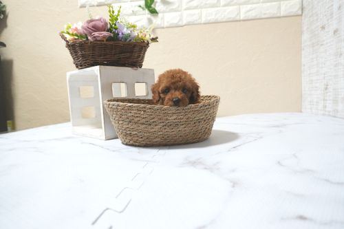 滋賀県のトイプードル(タイニー) (いっぷく湖南店/2025年11月10日生まれ/男の子/レッドフォーン)の子犬の3枚目の画像