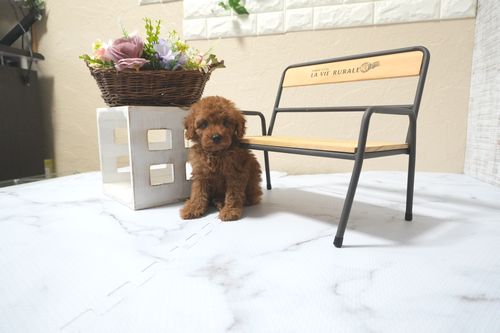 滋賀県のトイプードル(タイニー) (いっぷく湖南店/2025年11月10日生まれ/男の子/レッドフォーン)の子犬の4枚目の画像