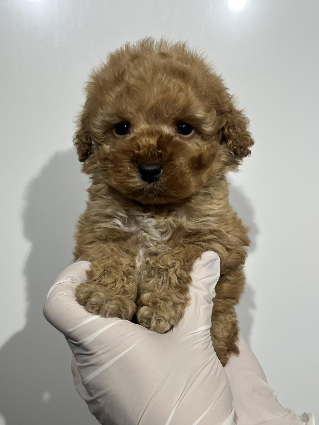 埼玉県のトイプードル(トイ) (ペッツスマイル南中野店/2025年10月10日生まれ/男の子/アプリコット)の子犬の1枚目の画像