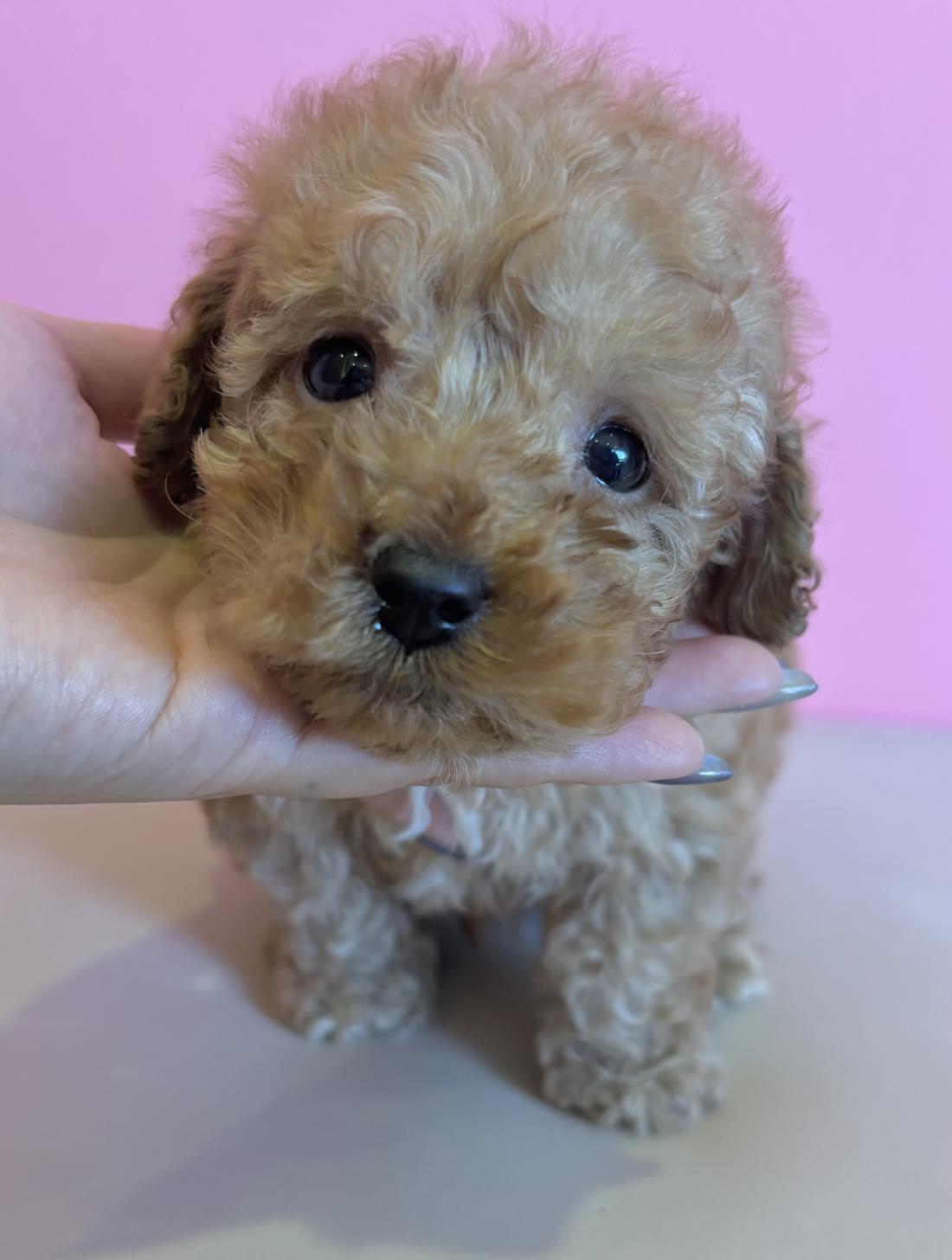 埼玉県のトイプードル(トイ) (ペッツスマイル南中野店/2025年10月10日生まれ/男の子/アプリコット)の子犬