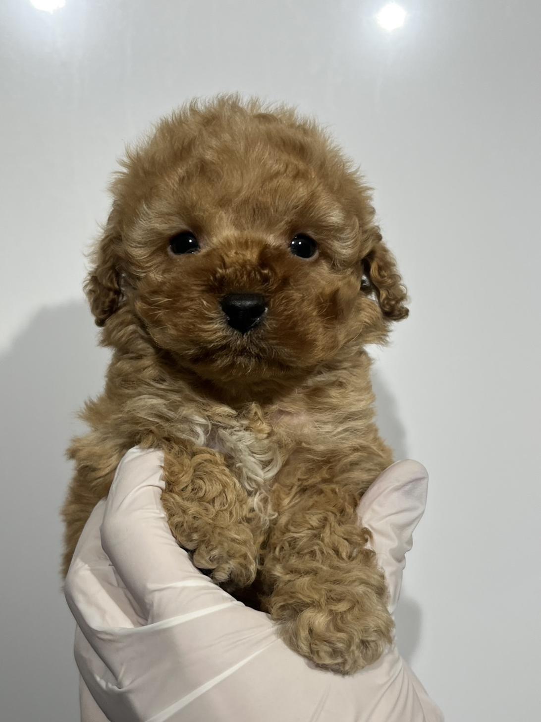 埼玉県のトイプードル(トイ) (ペッツスマイル南中野店/2025年10月10日生まれ/男の子/アプリコット)の子犬の2枚目の画像