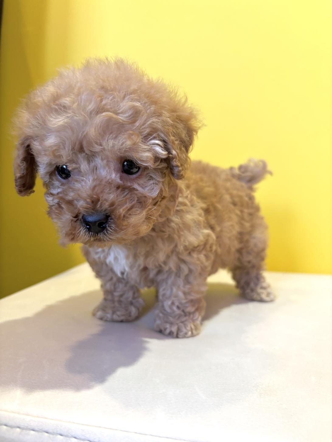 埼玉県のトイプードル(トイ) (ペッツスマイル南中野店/2025年10月10日生まれ/男の子/アプリコット)の子犬の2枚目の画像