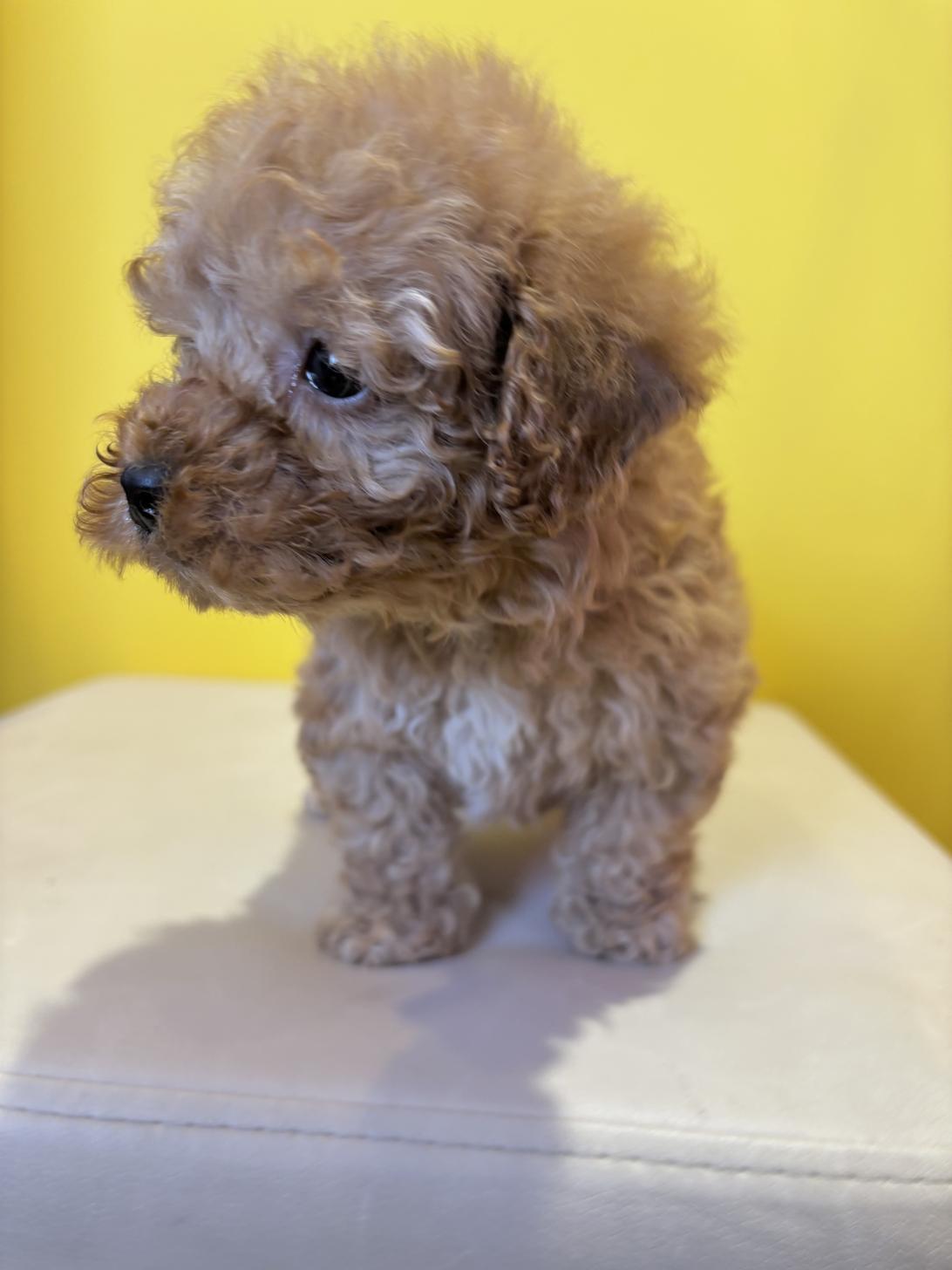 埼玉県のトイプードル(トイ) (ペッツスマイル南中野店/2025年10月10日生まれ/男の子/アプリコット)の子犬の3枚目の画像