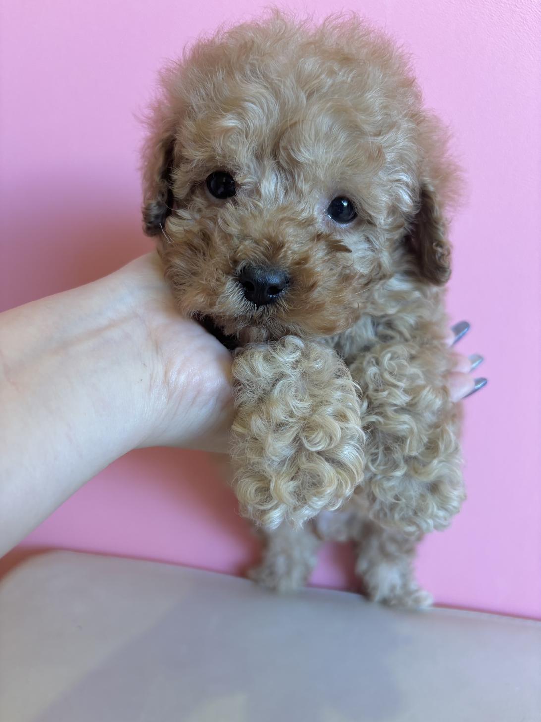 埼玉県のトイプードル(トイ) (ペッツスマイル南中野店/2025年10月10日生まれ/男の子/アプリコット)の子犬の4枚目の画像