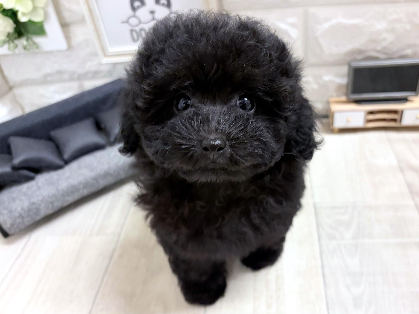 大阪府のトイプードル(トイ) (DOGMAN平野瓜破店/2026年7月2日生まれ/女の子/ブラック)の子犬の2枚目の画像