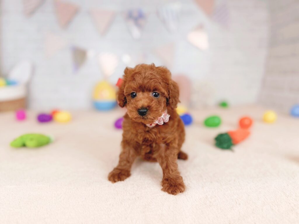 北海道のトイプードル(トイ) (ペットショップだんぼ/2026年4月5日生まれ/女の子/レッドフォーン)の子犬の3枚目の画像