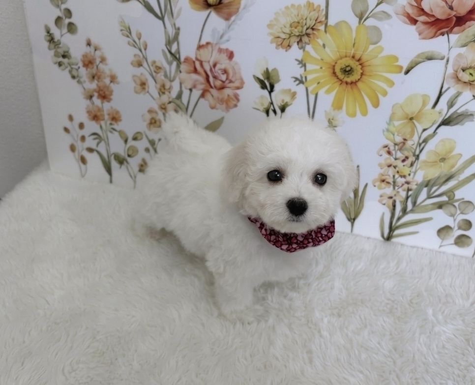 福岡県のビションフリーゼ (ぱぴぷぺっと福岡店/2025年12月19日生まれ/女の子/ホワイト)の子犬の1枚目の画像