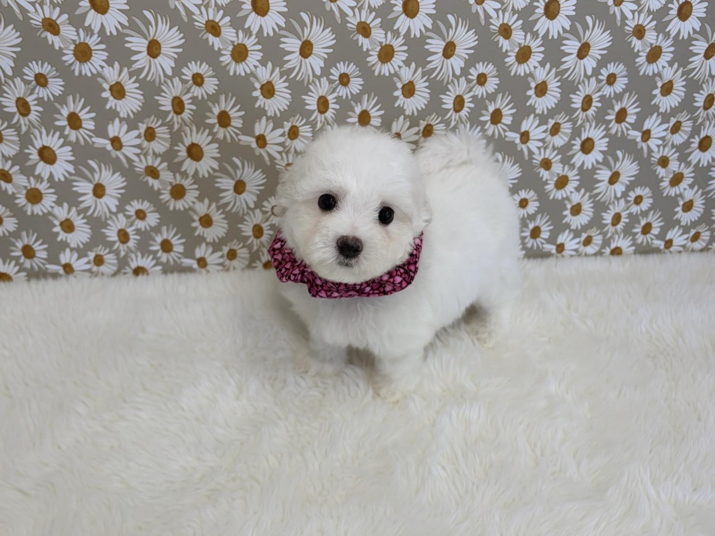 福岡県のビションフリーゼ (ぱぴぷぺっと福岡店/2025年12月19日生まれ/女の子/ホワイト)の子犬の1枚目の画像