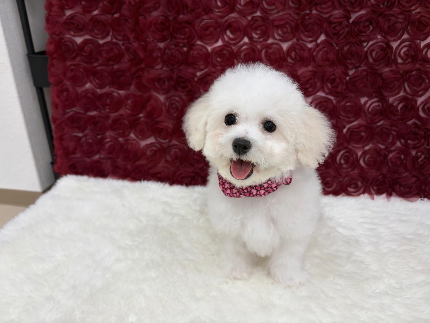 福岡県のビションフリーゼ (ぱぴぷぺっと福岡店/2025年12月19日生まれ/女の子/ホワイト)の子犬の1枚目の画像