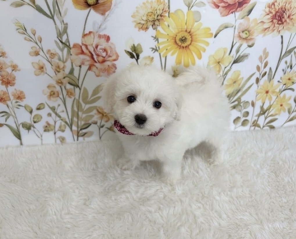 福岡県のビションフリーゼ (ぱぴぷぺっと福岡店/2025年12月19日生まれ/女の子/ホワイト)の子犬の2枚目の画像