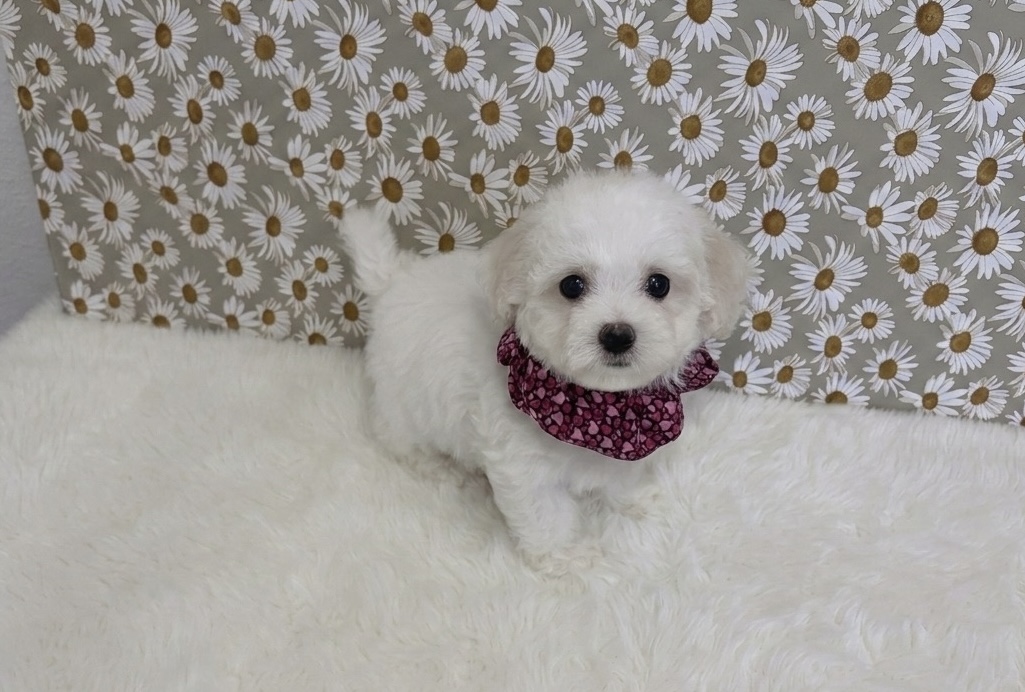 福岡県のビションフリーゼ (ぱぴぷぺっと福岡店/2025年12月19日生まれ/女の子/ホワイト)の子犬の2枚目の画像