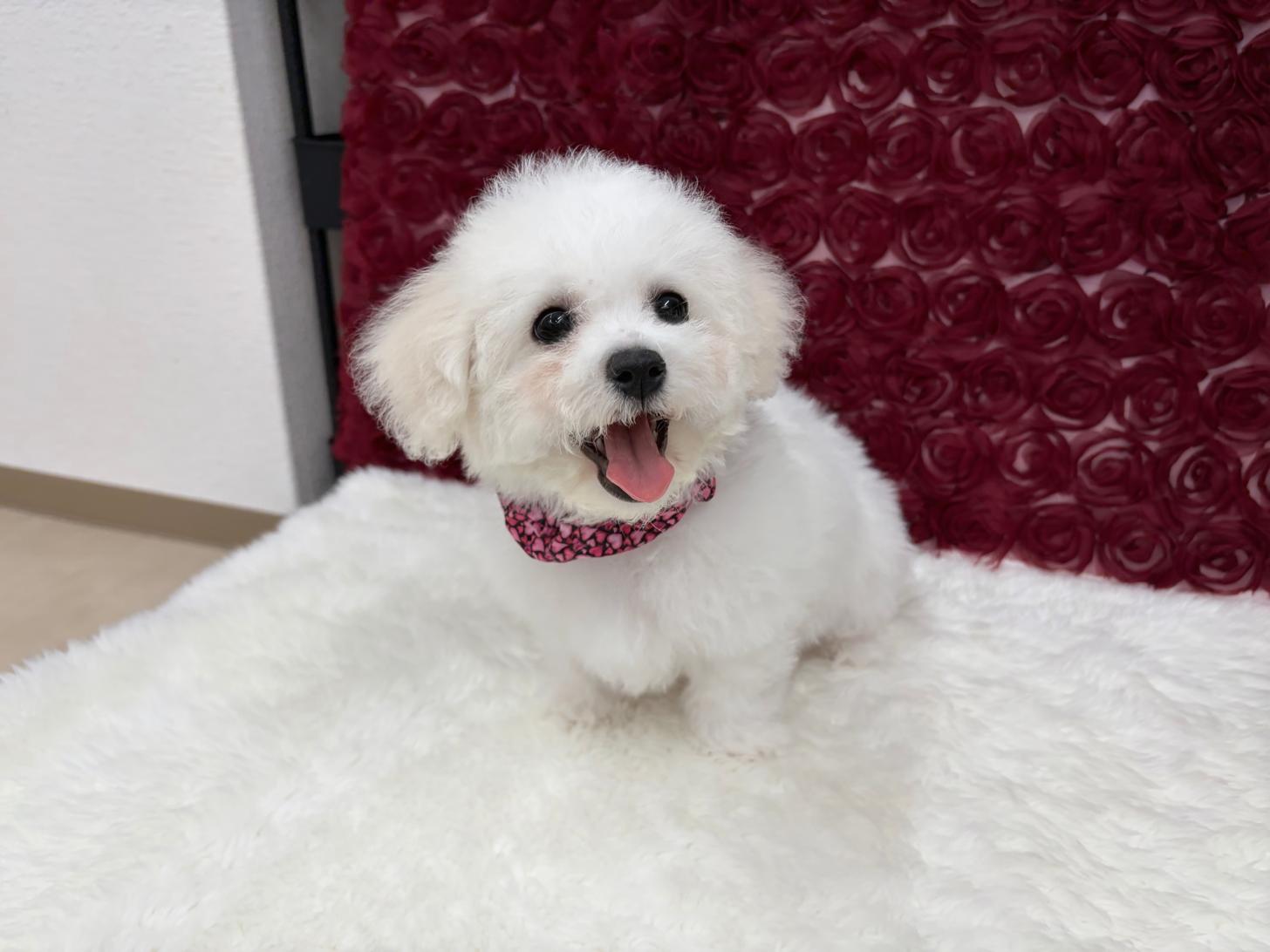 福岡県のビションフリーゼ (ぱぴぷぺっと福岡店/2025年12月19日生まれ/女の子/ホワイト)の子犬の2枚目の画像