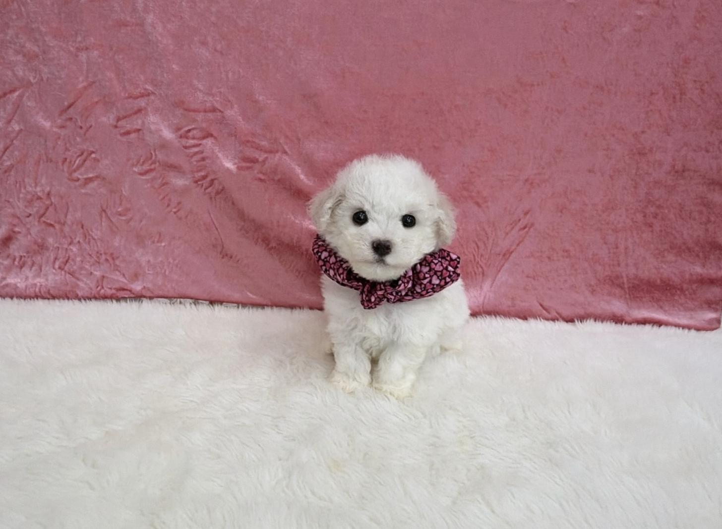 福岡県のビションフリーゼ (ぱぴぷぺっと福岡店/2025年12月19日生まれ/女の子/ホワイト)の子犬の2枚目の画像