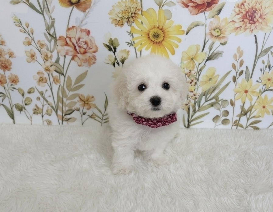 福岡県のビションフリーゼ (ぱぴぷぺっと福岡店/2025年12月19日生まれ/女の子/ホワイト)の子犬の3枚目の画像