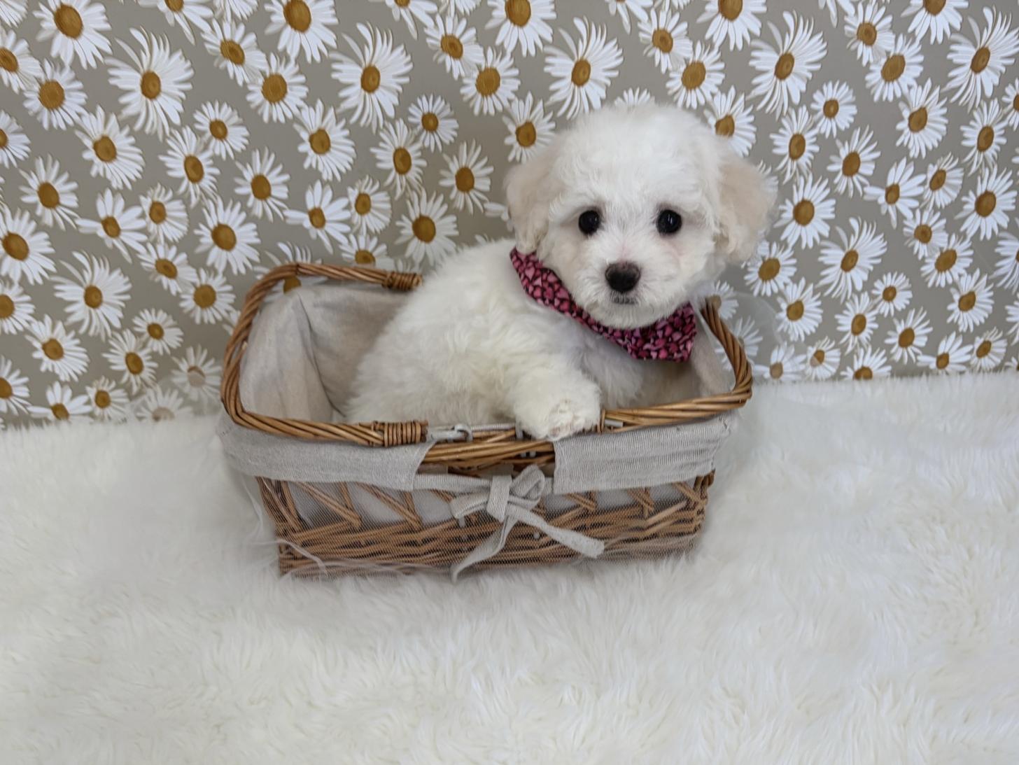 福岡県のビションフリーゼ (ぱぴぷぺっと福岡店/2025年12月19日生まれ/女の子/ホワイト)の子犬の3枚目の画像