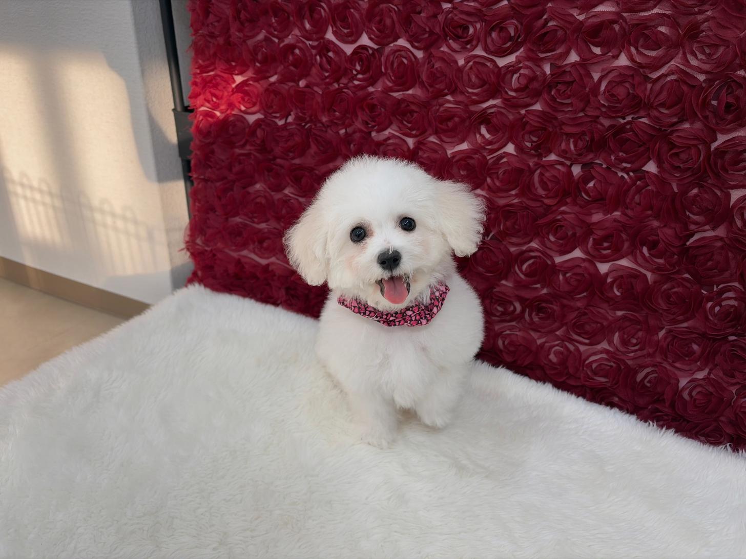 福岡県のビションフリーゼ (ぱぴぷぺっと福岡店/2025年12月19日生まれ/女の子/ホワイト)の子犬の3枚目の画像