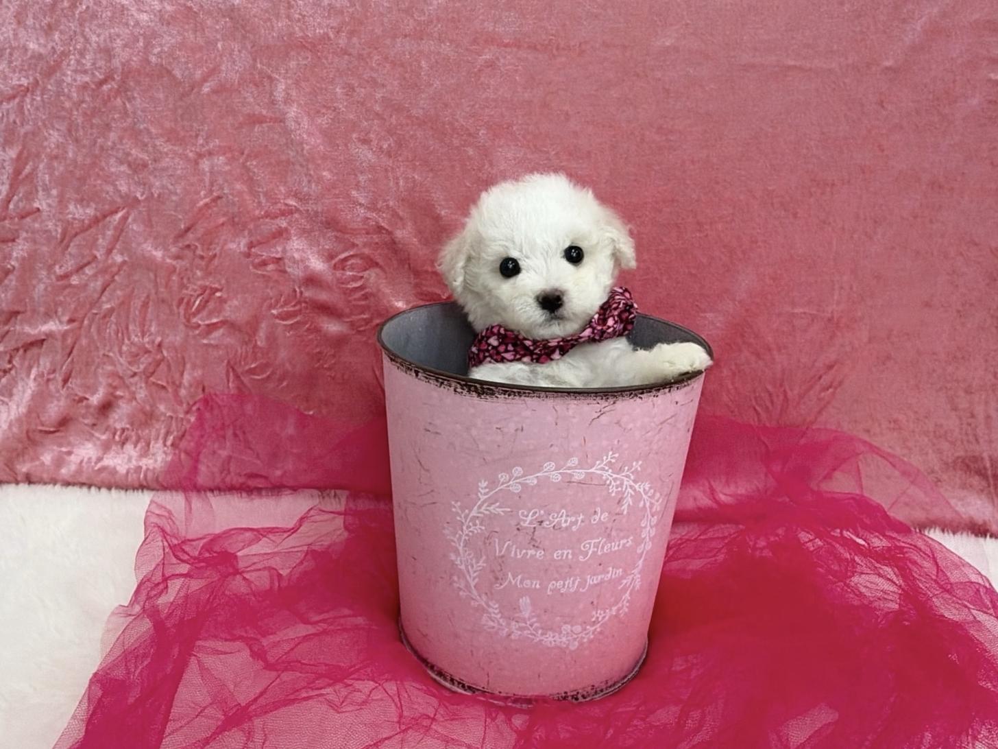 福岡県のビションフリーゼ (ぱぴぷぺっと福岡店/2025年12月19日生まれ/女の子/ホワイト)の子犬の3枚目の画像