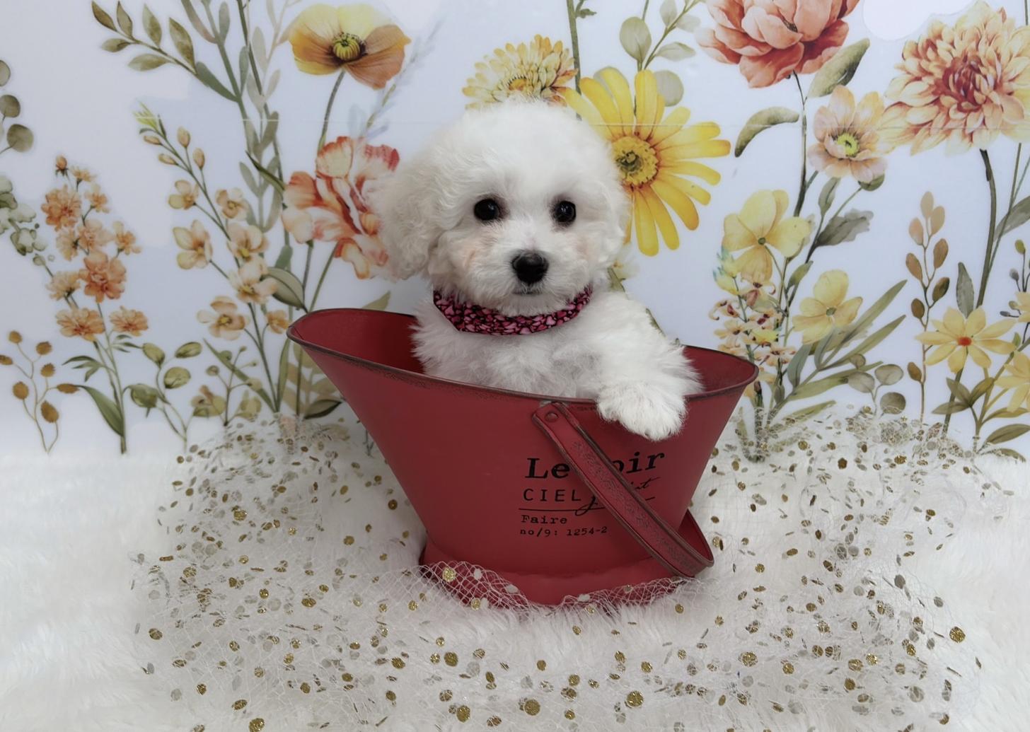 福岡県のビションフリーゼ (ぱぴぷぺっと福岡店/2025年12月19日生まれ/女の子/ホワイト)の子犬の4枚目の画像