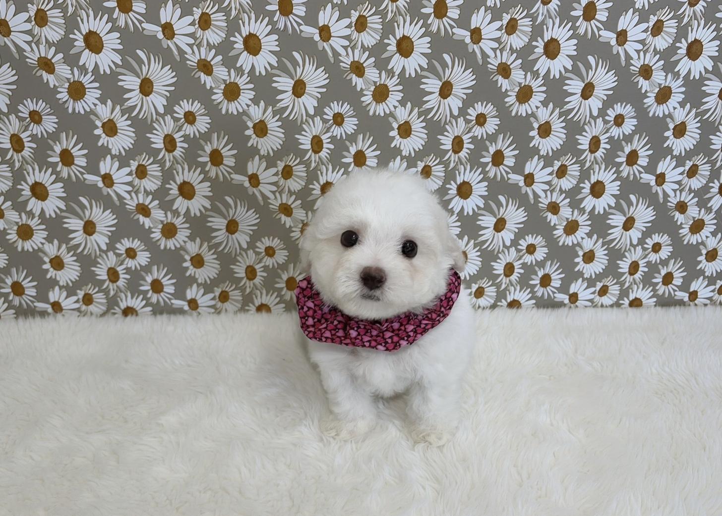 福岡県のビションフリーゼ (ぱぴぷぺっと福岡店/2025年12月19日生まれ/女の子/ホワイト)の子犬の4枚目の画像