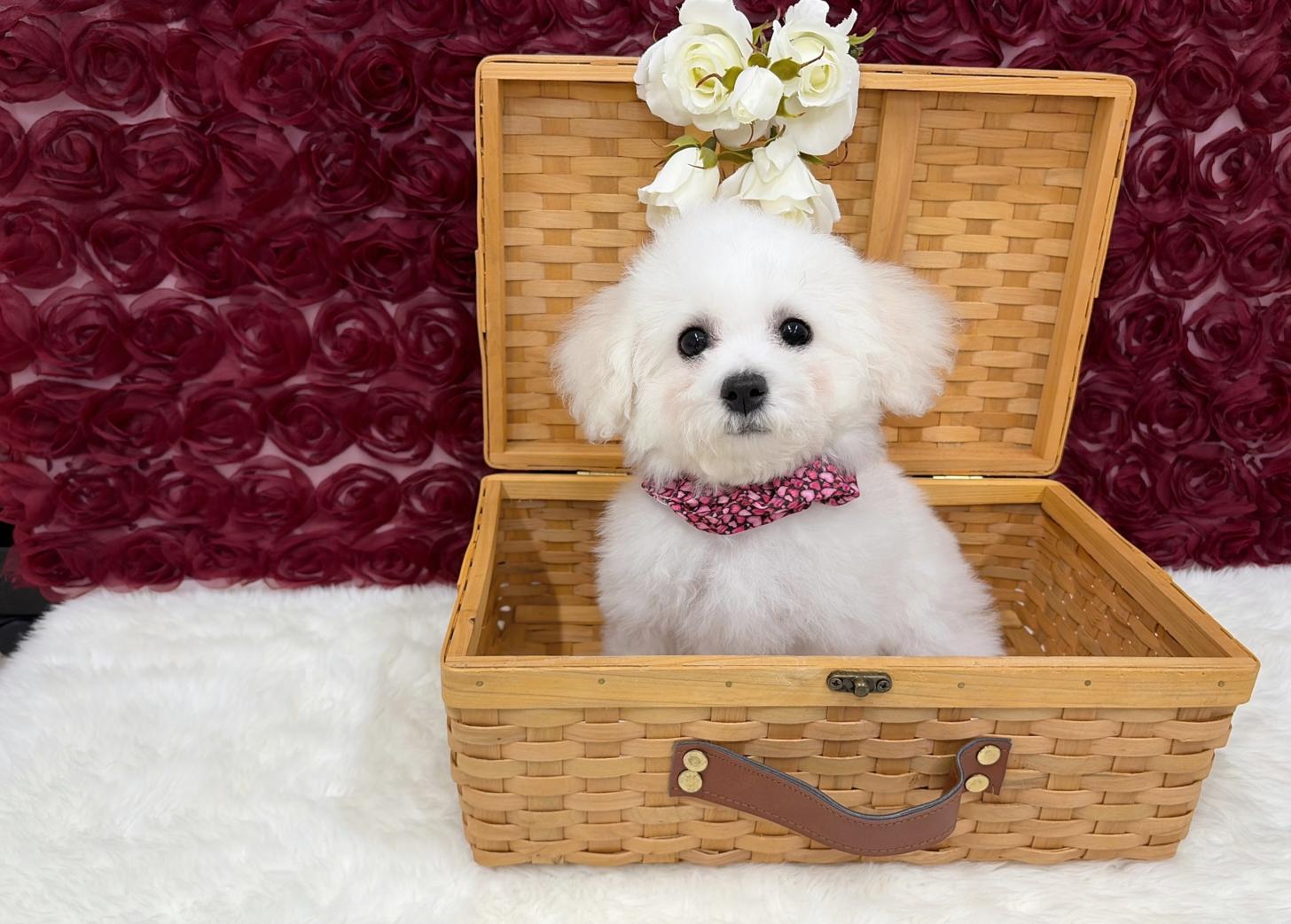 福岡県のビションフリーゼ (ぱぴぷぺっと福岡店/2025年12月19日生まれ/女の子/ホワイト)の子犬の4枚目の画像