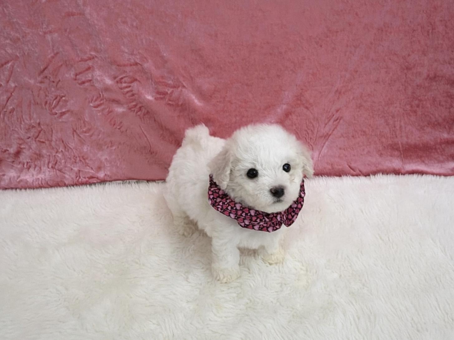 福岡県のビションフリーゼ (ぱぴぷぺっと福岡店/2025年12月19日生まれ/女の子/ホワイト)の子犬の4枚目の画像