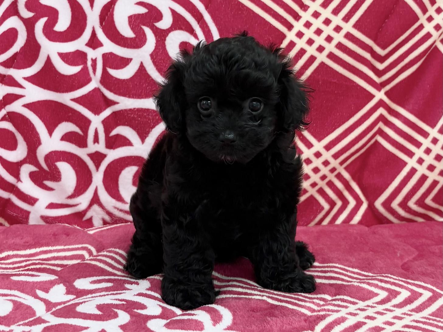 愛知県のチワプー/プーチー(チワワ×プードル) (ハピースペット春日井アミーゴ店/2026年2月15日生まれ/女の子/ブラック)の子犬の1枚目の画像