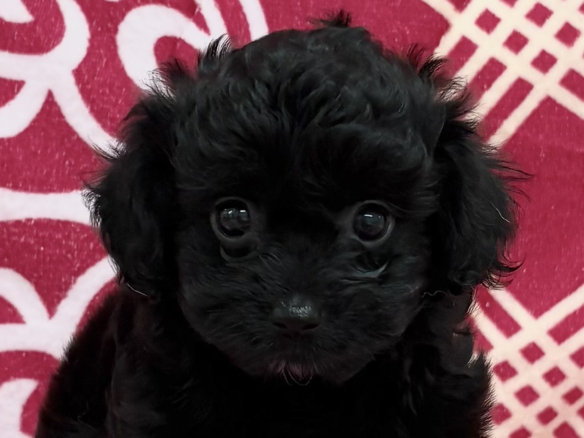 愛知県のチワプー/プーチー(チワワ×プードル) (ハピースペット春日井アミーゴ店/2026年2月15日生まれ/女の子/ブラック)の子犬の2枚目の画像