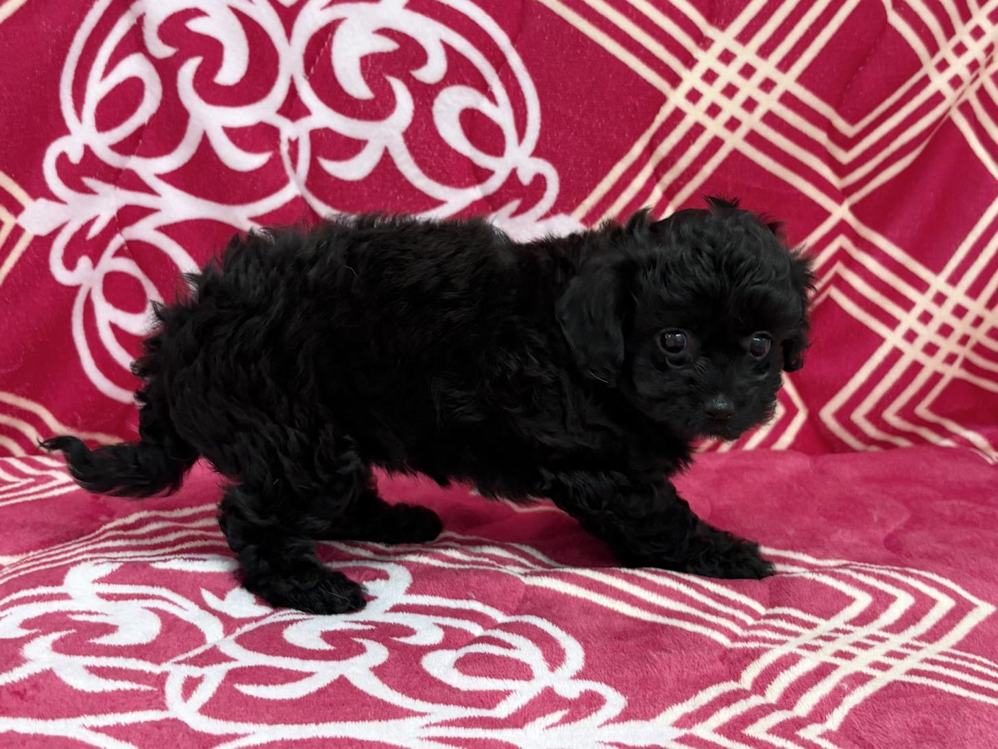 愛知県のチワプー/プーチー(チワワ×プードル) (ハピースペット春日井アミーゴ店/2026年2月15日生まれ/女の子/ブラック)の子犬の3枚目の画像