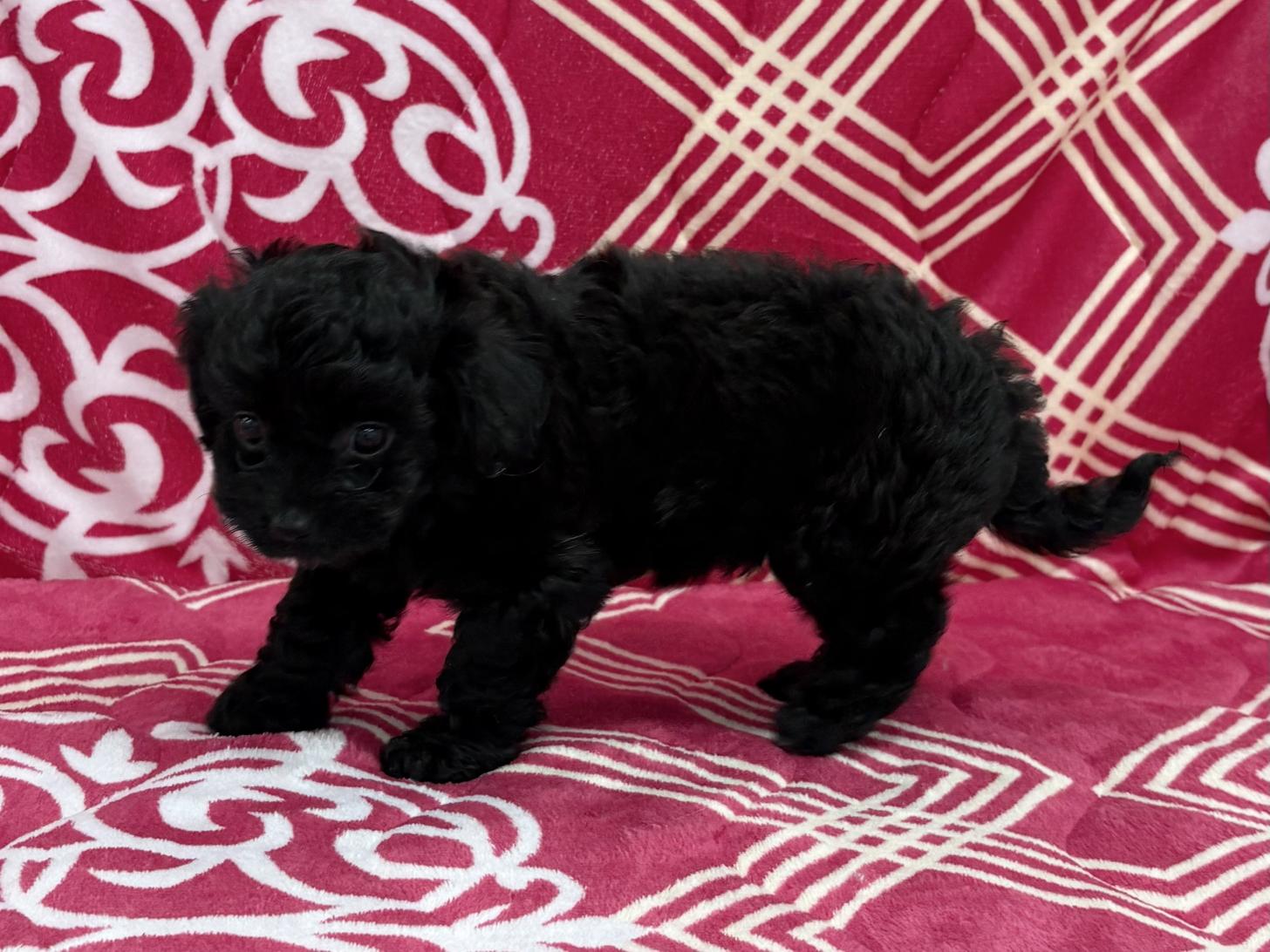 愛知県のチワプー/プーチー(チワワ×プードル) (ハピースペット春日井アミーゴ店/2026年2月15日生まれ/女の子/ブラック)の子犬の4枚目の画像