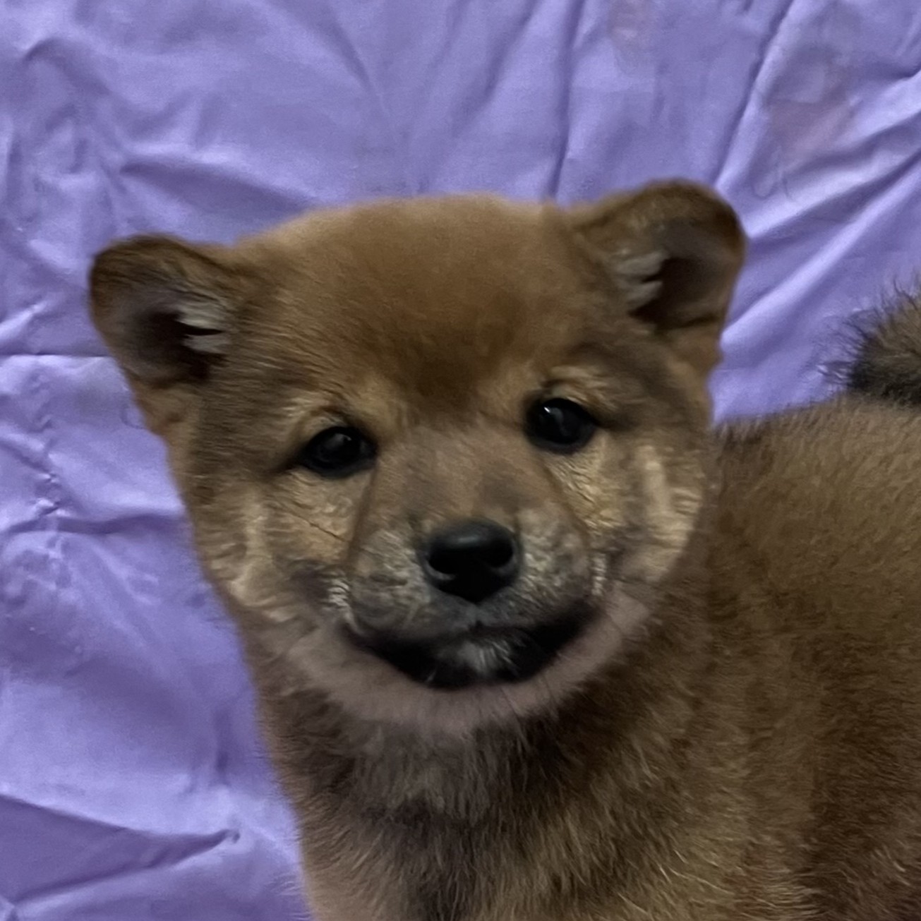 兵庫県の柴犬(標準サイズ) (フクエイペット/2025年12月15日生まれ/女の子/赤)の子犬の1枚目の画像