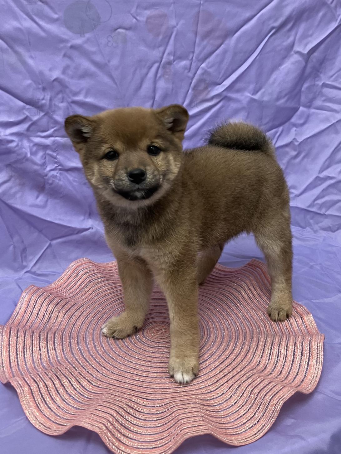 兵庫県の柴犬(標準サイズ) (フクエイペット/2025年12月15日生まれ/女の子/赤)の子犬の2枚目の画像