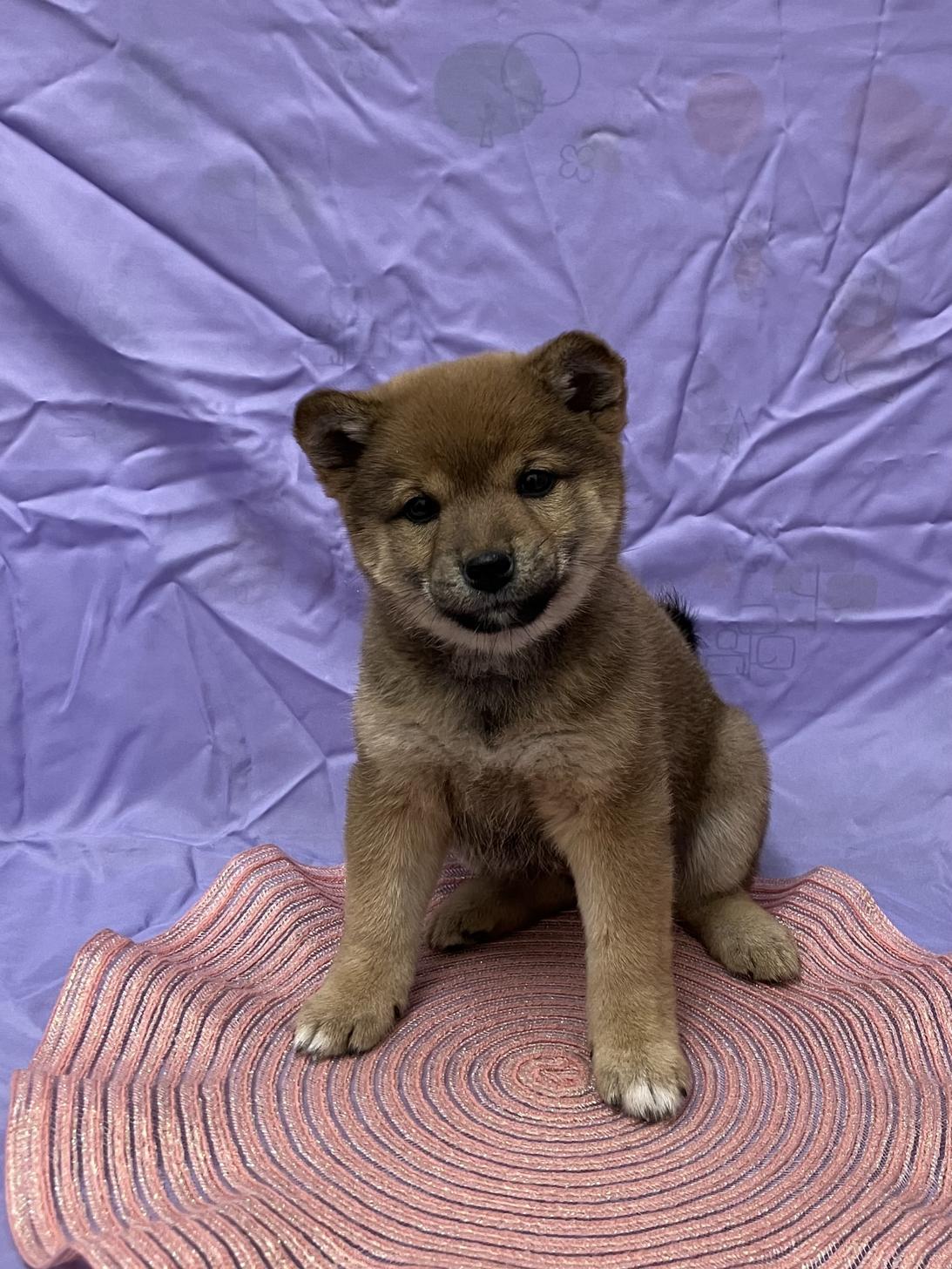 兵庫県の柴犬(標準サイズ) (フクエイペット/2025年12月15日生まれ/女の子/赤)の子犬の3枚目の画像
