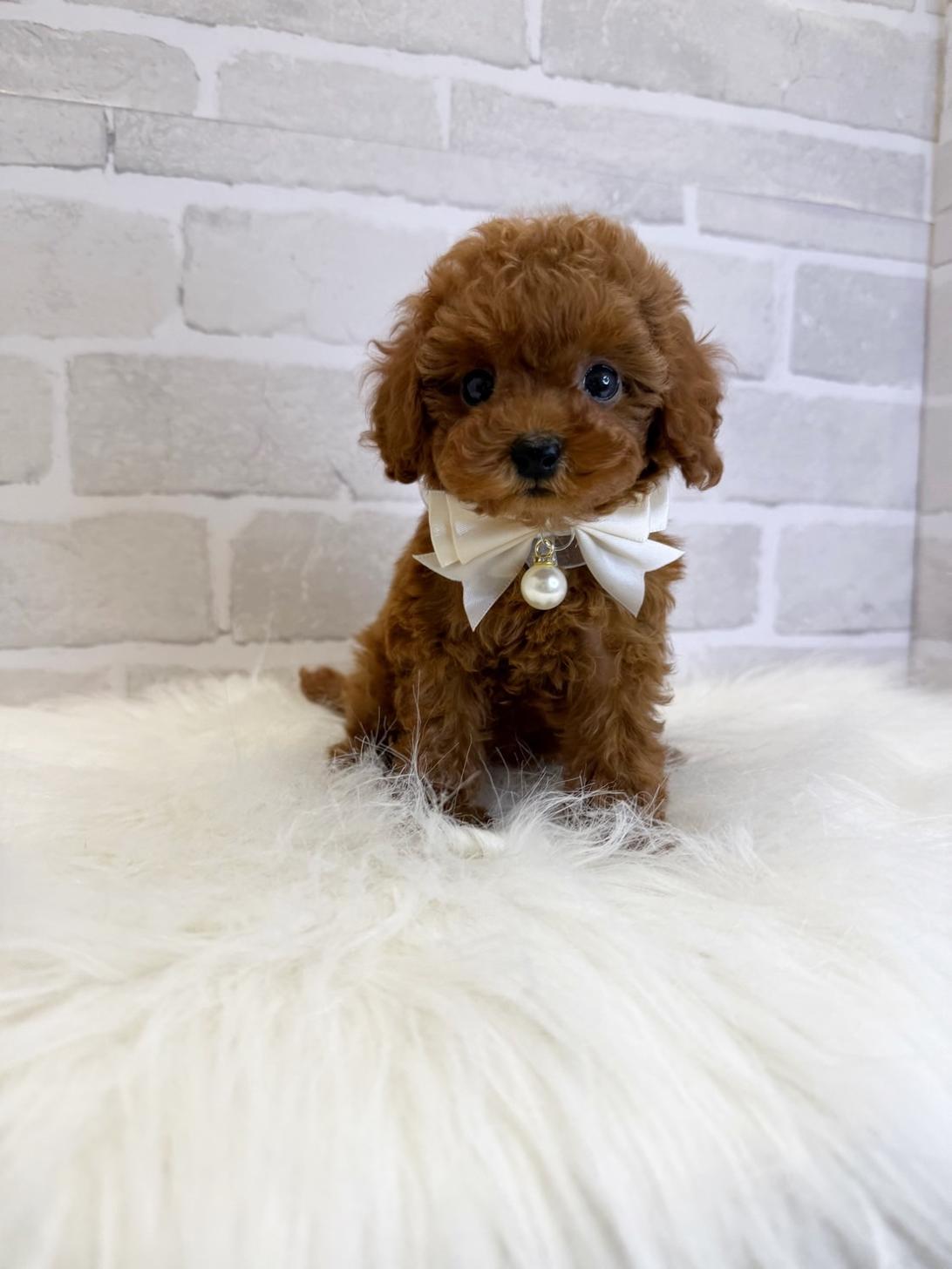 埼玉県のトイプードル(トイ) (PETSHOP FATIS/2025年5月3日生まれ/女の子/レッド)の子犬の1枚目の画像