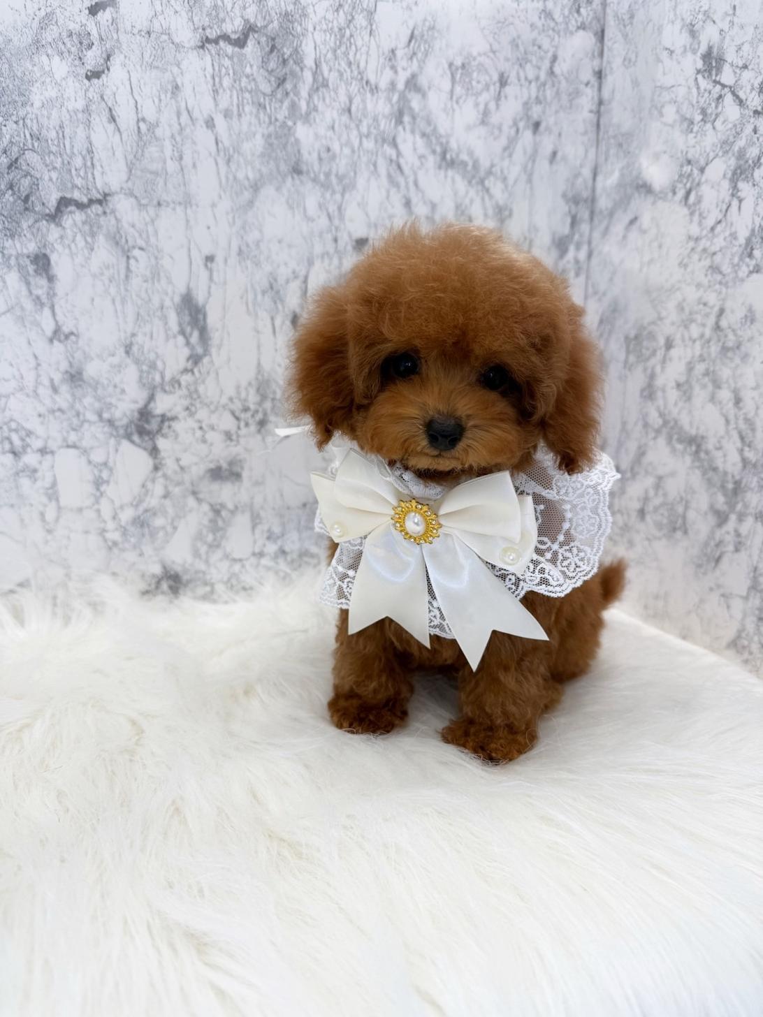 埼玉県のトイプードル(トイ) (PETSHOP FATIS/2025年5月3日生まれ/女の子/レッド)の子犬の1枚目の画像