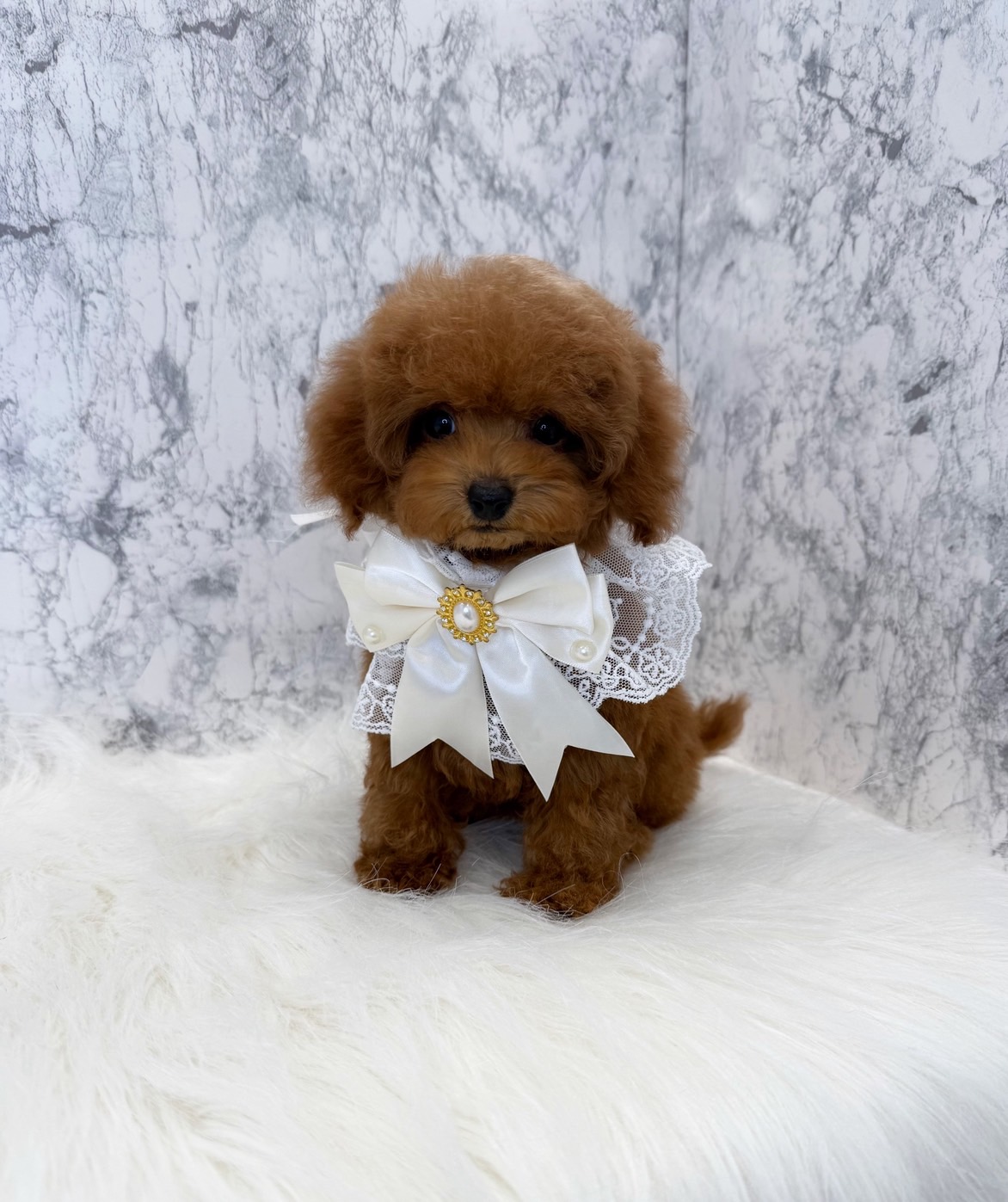 埼玉県のトイプードル(トイ) (PETSHOP FATIS/2025年5月3日生まれ/女の子/レッド)の子犬の2枚目の画像