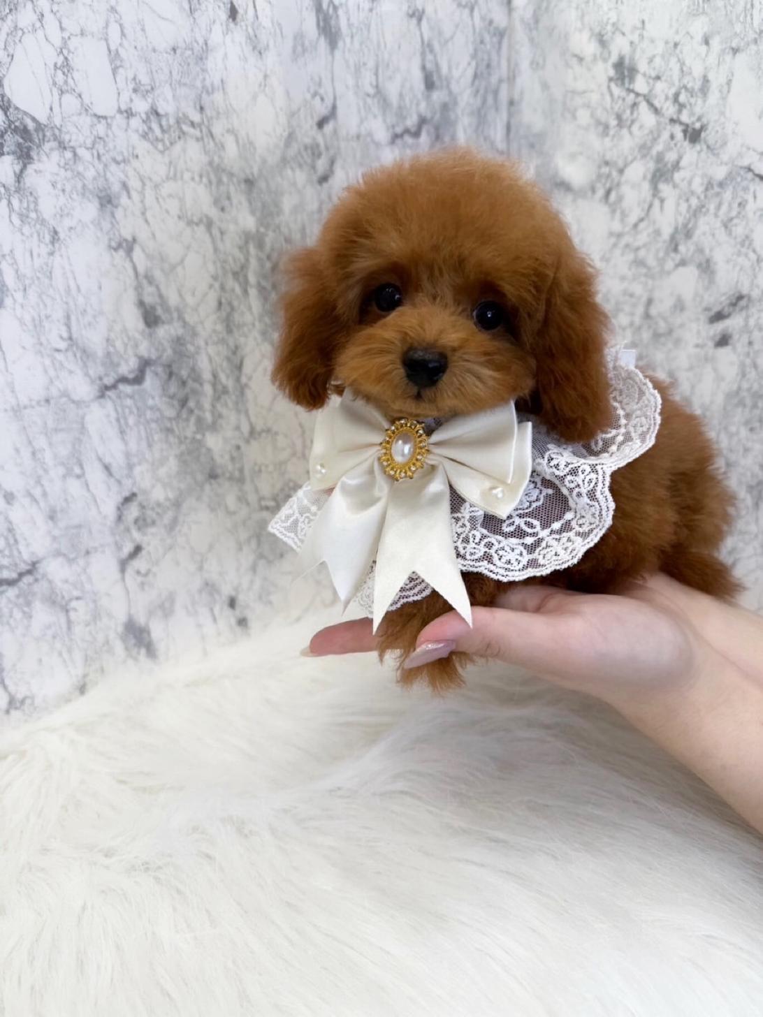 埼玉県のトイプードル(トイ) (PETSHOP FATIS/2025年5月3日生まれ/女の子/レッド)の子犬の2枚目の画像